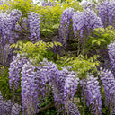 2 Japanese Wisteria | Wisteria floribunda 'Macrobotrys' | 2L Pots