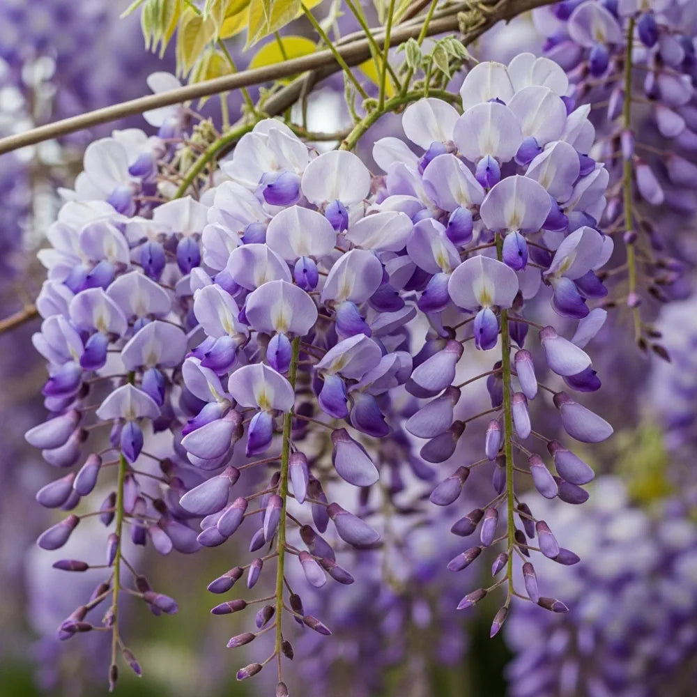 2 Wisteria 'Lavender Lace' | 2L Pots