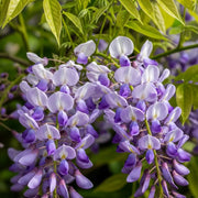 2 Wisteria 'Lavender Lace' | 2L Pots