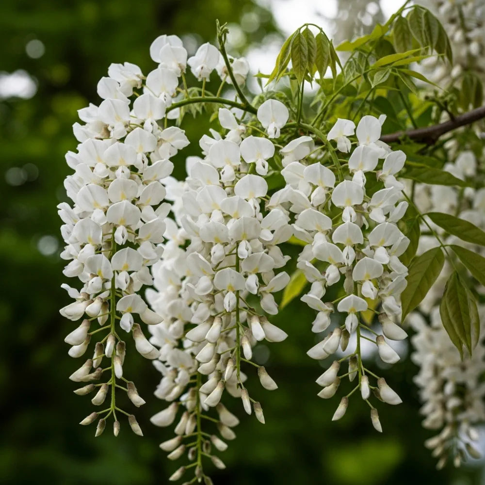 2 White Wisteria | Wistetia sinensis 'Alba' | 2L Pots