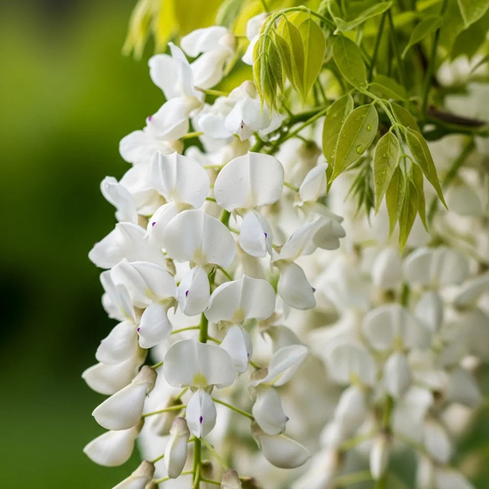 2 White Wisteria | Wistetia sinensis 'Alba' | 2L Pots