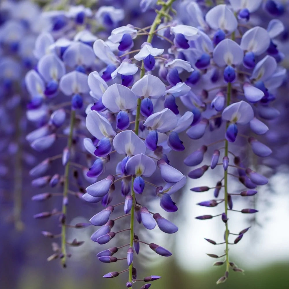 3ft Grafted Chinese Wisteria | Wisteria sinensis 'Blue Sapphire' | 2L Pot