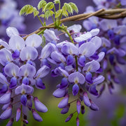 3ft Grafted Chinese Wisteria | Wisteria sinensis 'Blue Sapphire' | 2L Pot