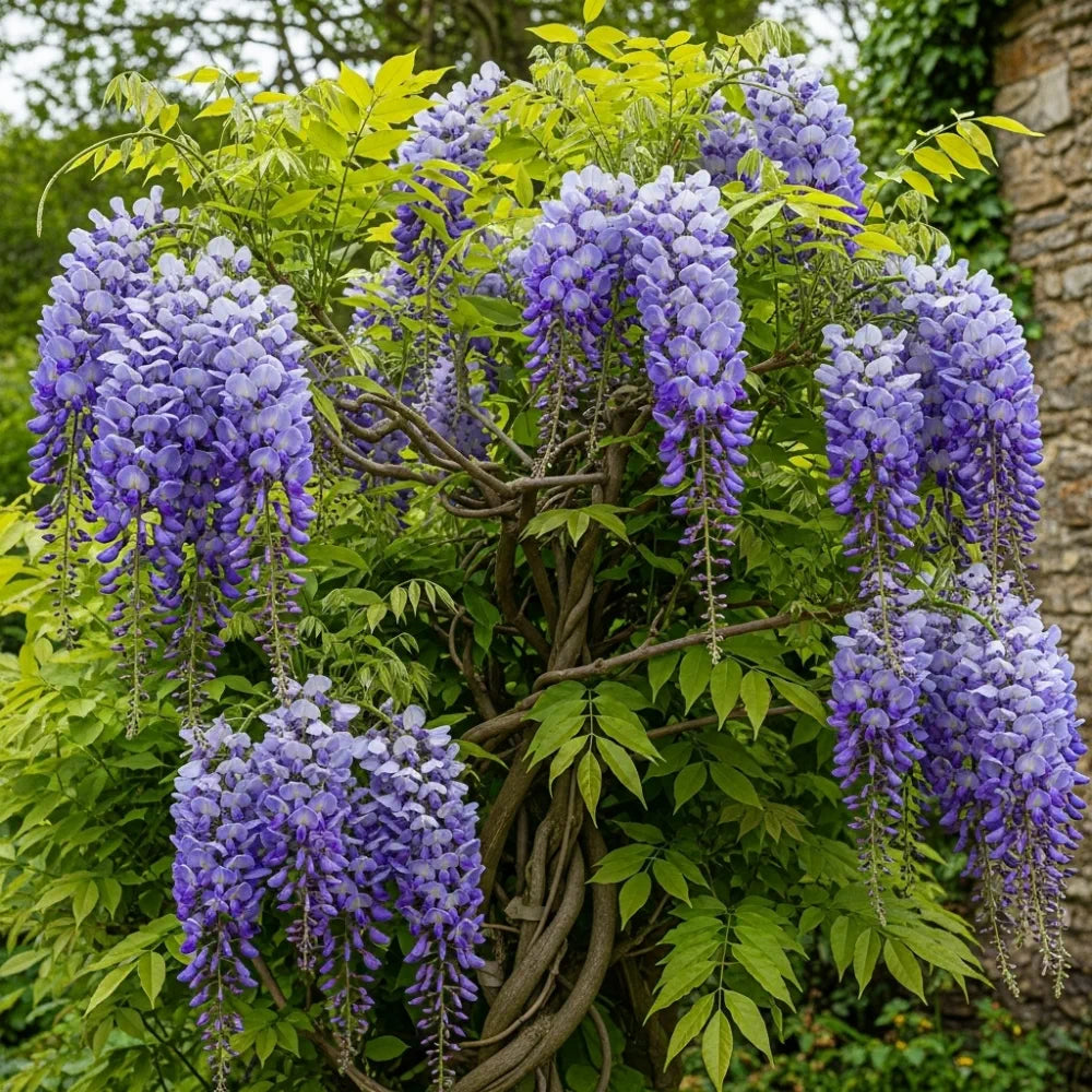 3ft Grafted Chinese Wisteria | Wisteria sinensis 'Blue Sapphire' | 2L Pot