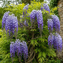Chinese Wisteria | Wisteria sinensis 'Blue Sapphire'