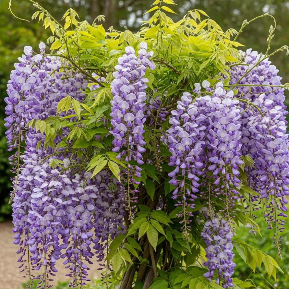 2 Chinese Wisteria | Wisteria sinensis | 2L Pots