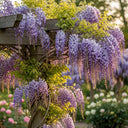 7ft Mature Grafted Chinese Wisteria | Wisteria Sinensis | 10L Pot