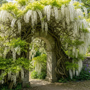 3ft Grafted White Japanese Wisteria | Wisteria floribunda 'Alba' | 2L Pot