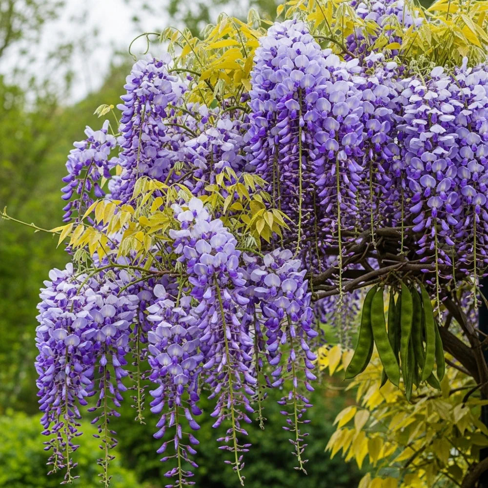 2ft Grafted 'Prolific' Chinese Wisteria | Wisteria sinensis | 2L Pot