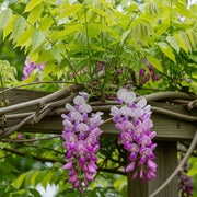 Wisteria Floribunda 'Rosea'