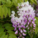 Wisteria Floribunda 'Rosea'
