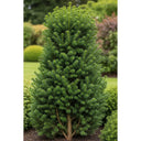 45cm Yew Hedging | Taxus baccata | Bare Root