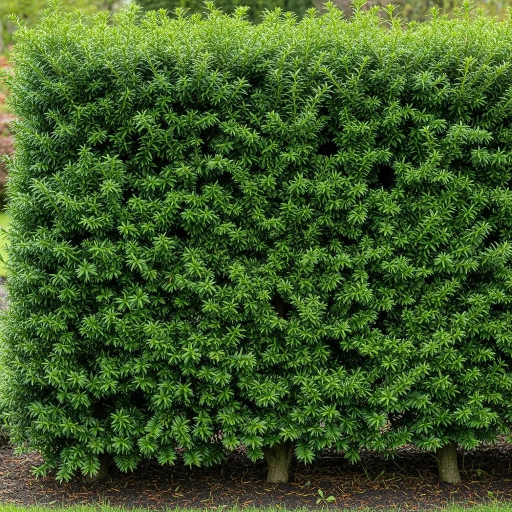 3ft Common Yew Tree | Taxus baccata | 4.5L Pot