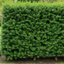 30cm Yew Hedging | Taxus baccata | Bare Root