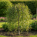 10ft Half-Standard Weeping Silver Birch Tree | Betula Pendula 'Youngii' | 6/8cm Girth | Grown in 40L Airpot