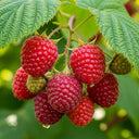1ft 'Yummy' Patio Raspberry Plant | 9cm Pot