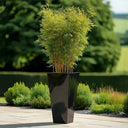 90cm Zinc Galvanised Polished Black Tall Tapered Planter